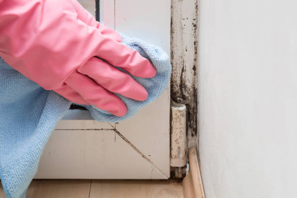 Best Mold Prevention Services  in USA